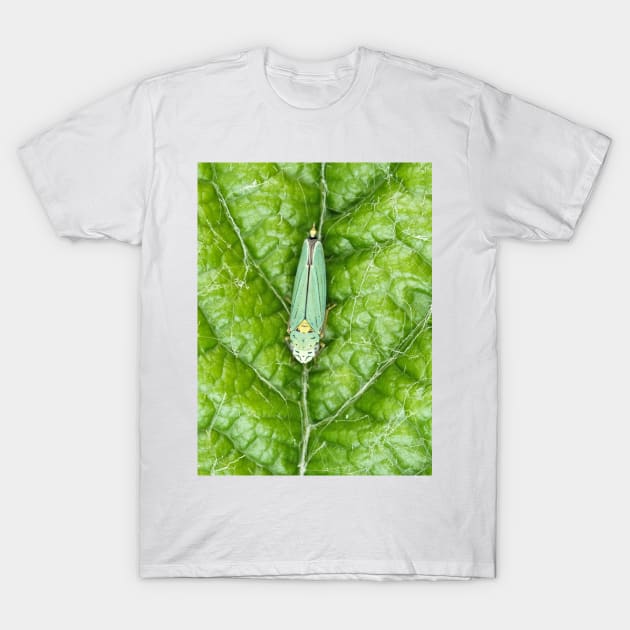 Blue-green sharpshooter T-Shirt by SDym Photography